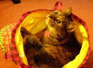 Cat sitting Chloe with pet sitter in lawrenceville, ga