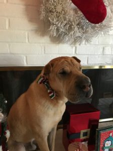 testimonials for pet sitting and dog training pet sitter lilburn