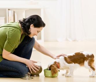 pet sitters provide pet care for your dog in your home