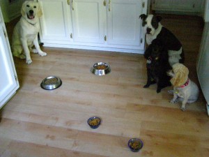 dog training services in home group