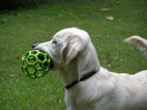 dog training that gets results in gwinnett 