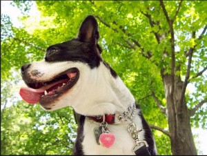 boston terrier at top dog parks in suwanee, ga