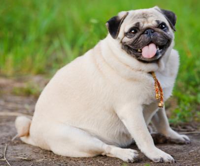 overweight dog has a shorter lifespan than its fit counterpart.