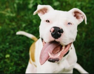 cleo the happy pit bull summer pet safety tips