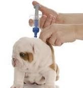 hiring a pet sitter that is comfortable administering medications and injections