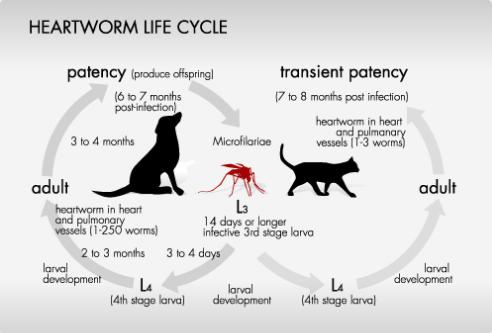 heartworm lifecycle with suwanee pet sitter