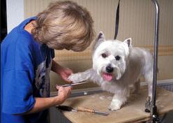 training dog to accept handling by groomer