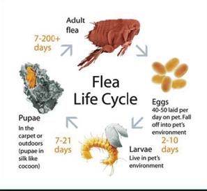 flea life cycle, suwanee, ga