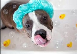 dog bathing tips