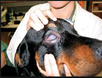 eye lesions in dogs