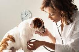 dog health responsible dog ownership