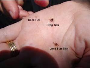 ticks most common to georgia