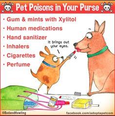 pet poison prevention
