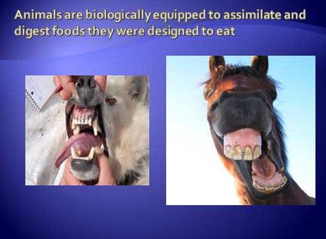 dog's teeth, canine carnivore