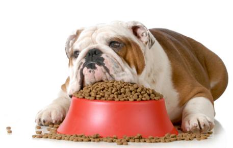 pet obesity on the rise