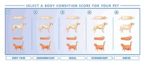 pet obesity and ideal weight infographic