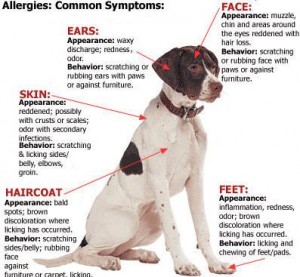 seasonal pet allergies