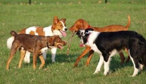 dogs playing at dog park in Suwanee, GA