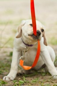 new puppy leash training in buford, ga