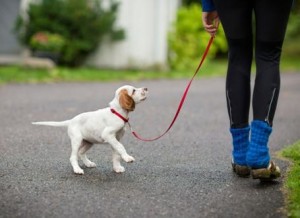 puppy leash training in lawrenceville, ga