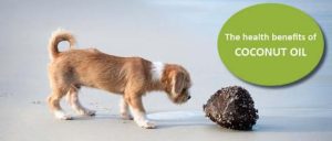 Coconut Oil for dogs