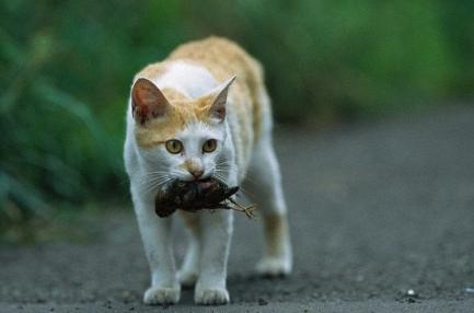 cat catching a bird