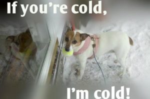protecting pets from cold weather responsible dog ownership