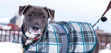 protect pets with outerwear in colder months