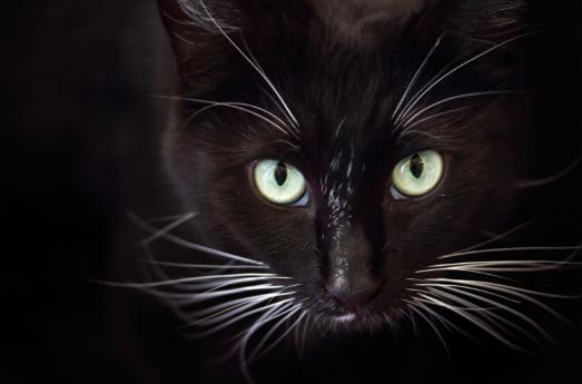 whisker fatigue and your cat