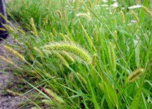 foxtails (grass awns) 