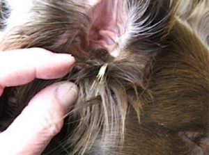 foxtails in dog's ear