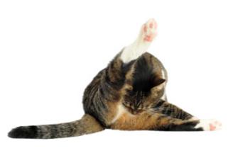 cat pees from urinary tract infection