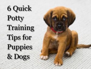 potty training tips for puppies and dogs