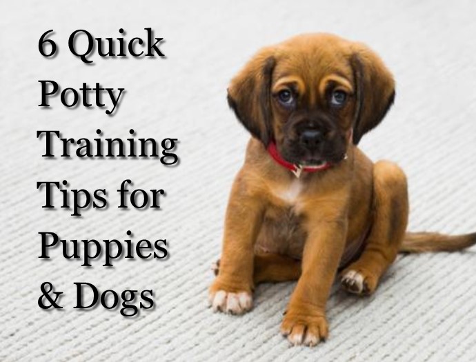 potty training puppies and dogs