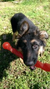 Dog Training Videos and Dog Trainer Lilburn