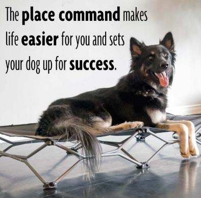 basic obedience foundation work place command