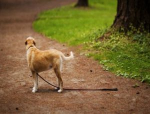 dog training how to dog running away
