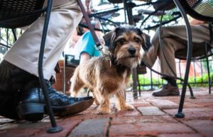 Bring Fido dog friendly restaurant etiquette