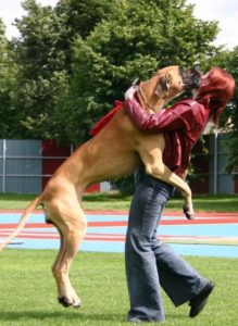 dog training stop dog jumping