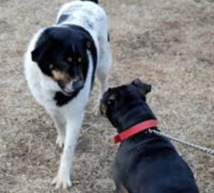 reactive dog training on a leash