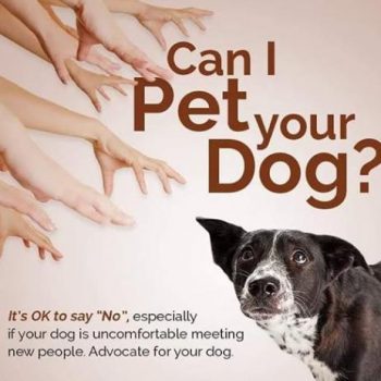 advocate for your dog