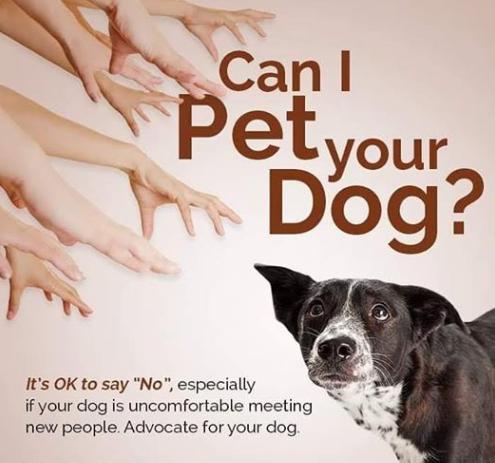 advocate for your dog