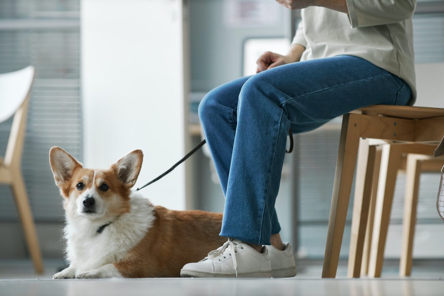 Home Good Dog Coaching & Pet Care