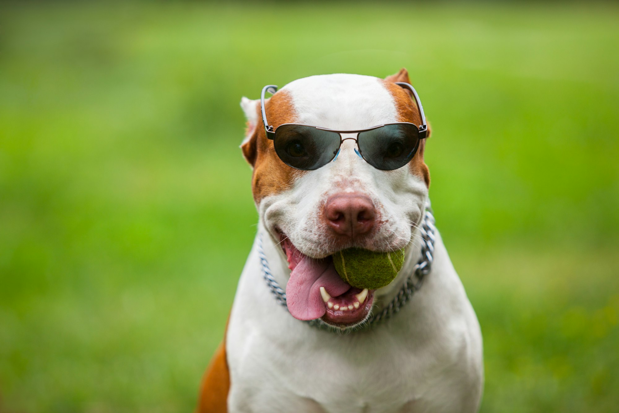 Adorable funny dog wearing sunglasses