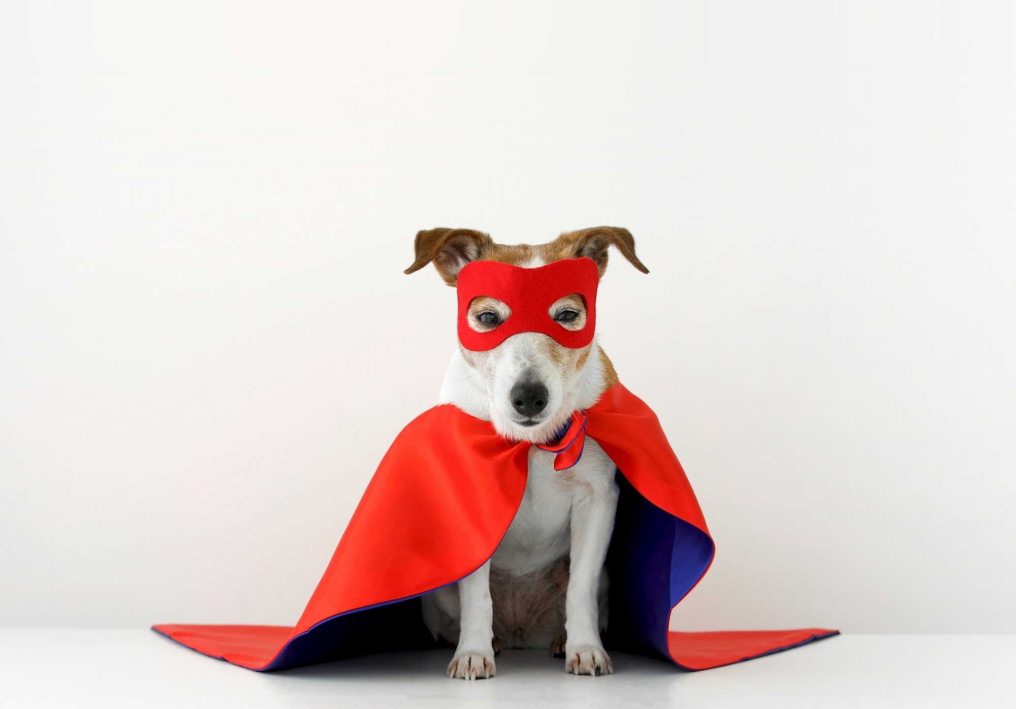 Funny dog in superhero costume