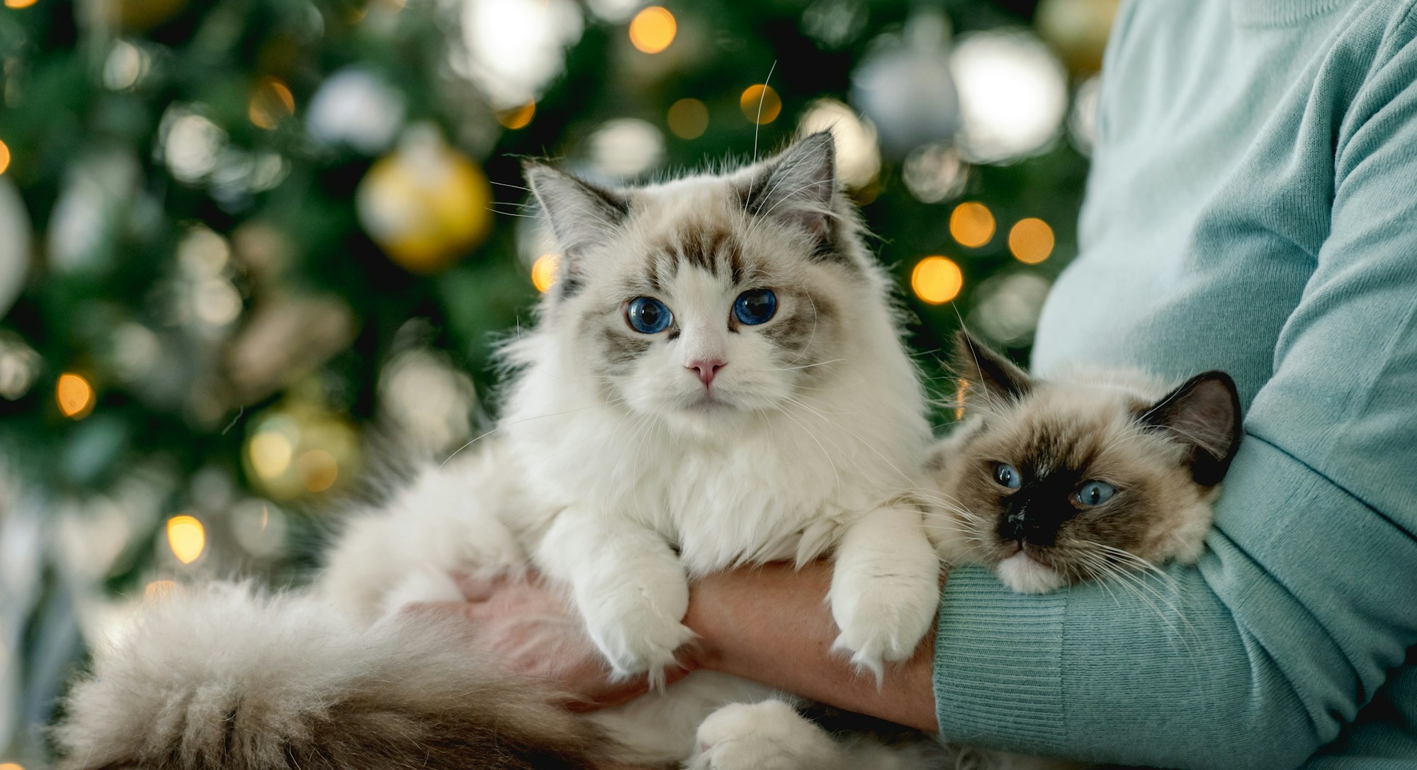 Girl with ragdoll cat in Christmas
