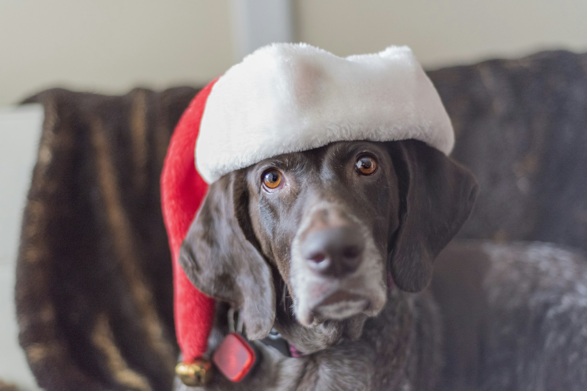 Christmas dog with santa hat