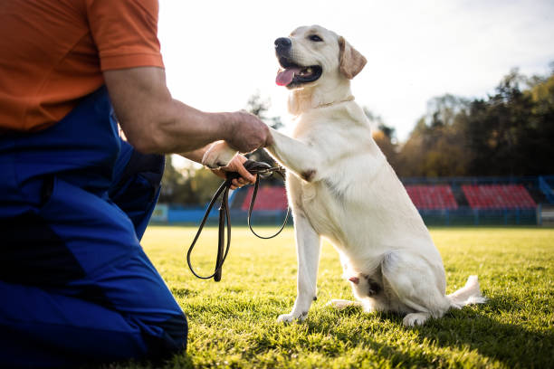 dog training gwinnett